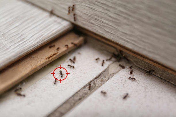 Best Wildlife Control Services  in Merrimac, VA