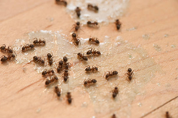 Best Mosquito Control Services  in Merrimac, VA